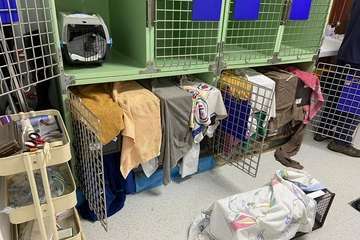 Telde y el Colegio Oficial de Veterinarios inician la campaña masiva de castración y esterilización de gatos callejeros/TA.